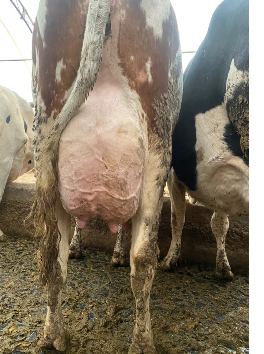 #DD2266 - 1st and 2nd Lactation Holstein Fresh Cows and Heifers - Canada - Image 5