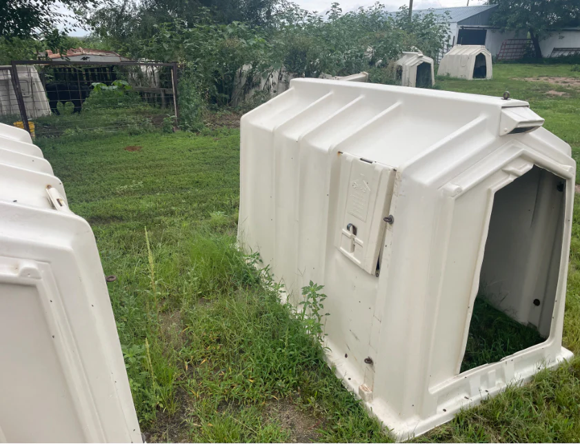 #DD2883 - Calf Tel Hutches- NE - Image 2