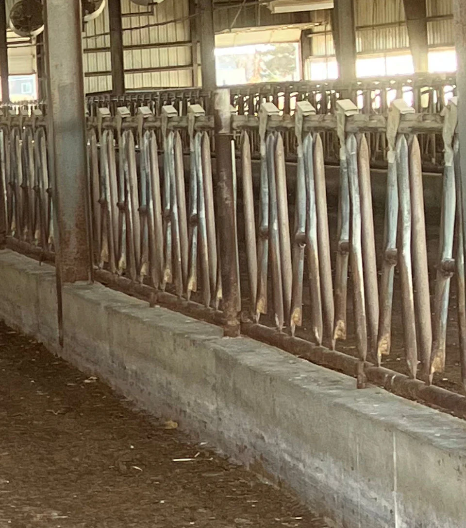#DD2179 - Freestall Loops and 5x10 Stanchions - WA - Image 2