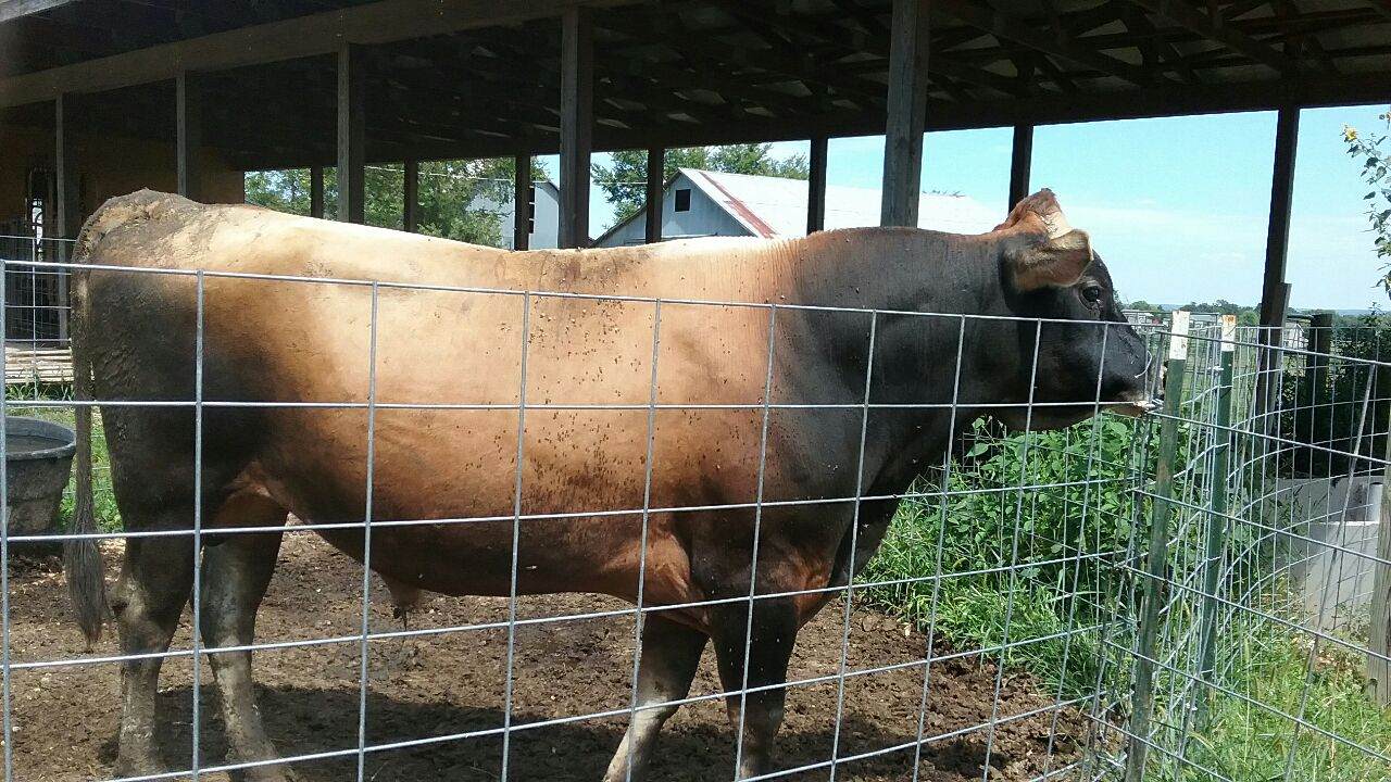 #DD1752 - Jersey Cattle - MO - Image 5